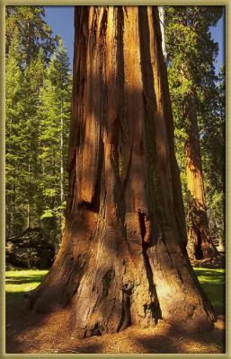 0437 Giant Sequoia.jpg