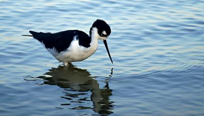 2486-Stilt.jpg