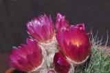 0058 Cacti bloom 2.jpg