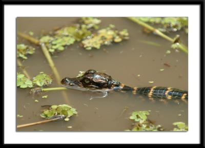 babygator.jpg