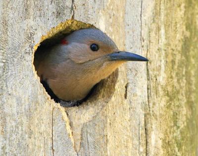 Flicker Nest Hole