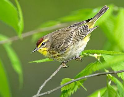 Palm Warbler