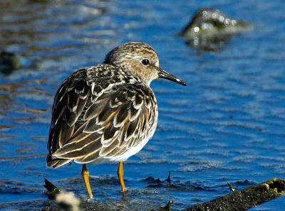 Sandpiper