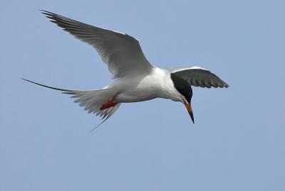 Forster's Tern