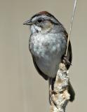 Swamp Sparrow  