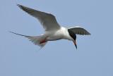 Forsters Tern