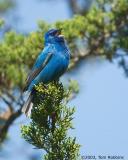 Indigo Bunting