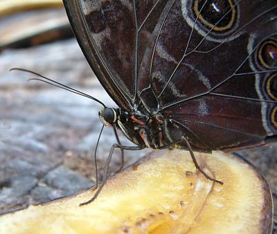 Emperor feeding 1