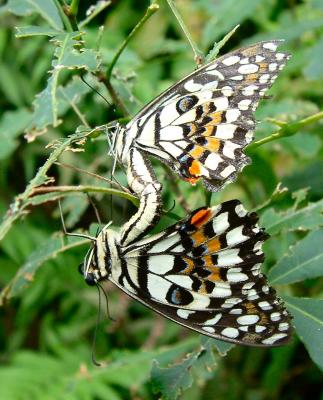 Nymphs mating