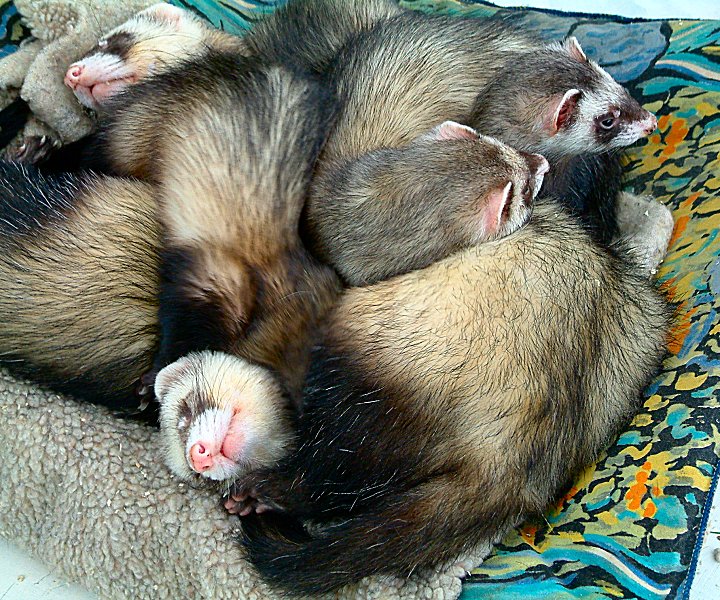 Ferret family
