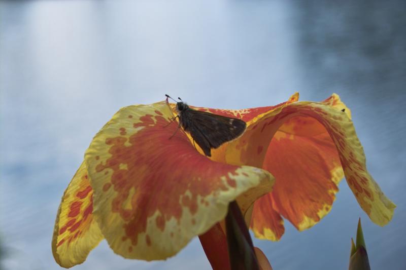Moth, flower, Meadowlark Gardens, VA IMG00011.jpg