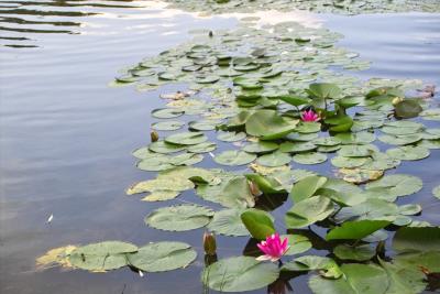 Pond, Meadowlark Gardens, VA IMG00005.jpg