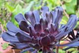 Blue flower, Meadowlark Gardens, VA IMG00014.jpg