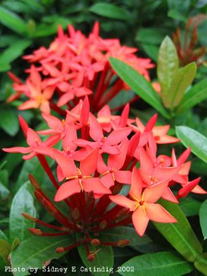 Santan