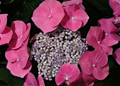 Hortensia #1