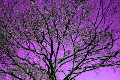 Florid firmament