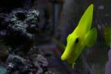 Valentino our Yellow Tang