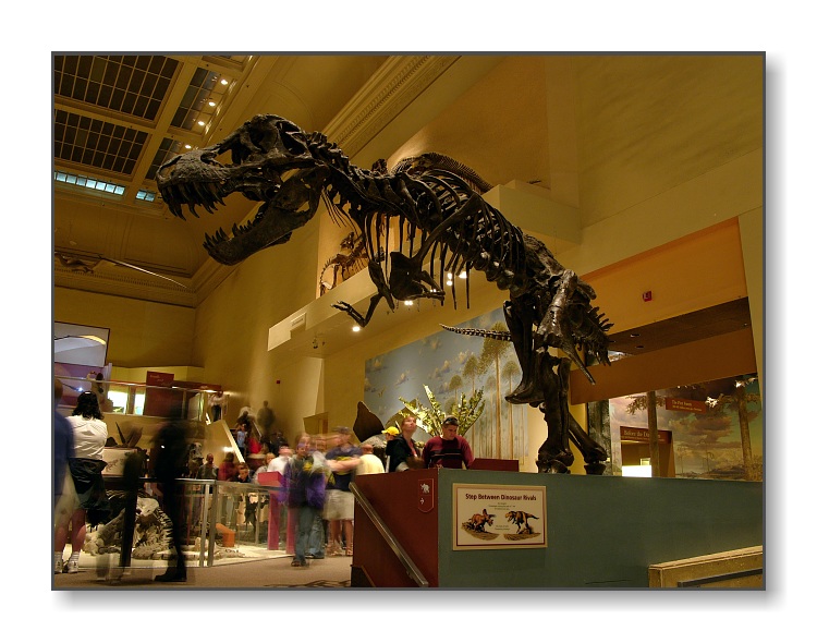 <b>T-Rex</b><br><font size=2>Smithsonian Natural History Museum,<br>Washington, D.C.