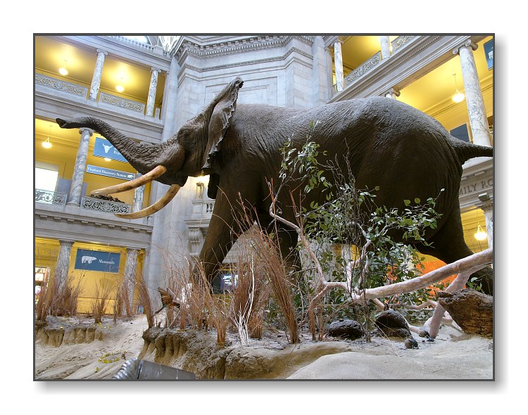 African ElephantSmithsonian Natural History Museum,Washington, D.C.