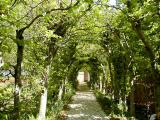 Beech Archway