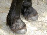 Hooves