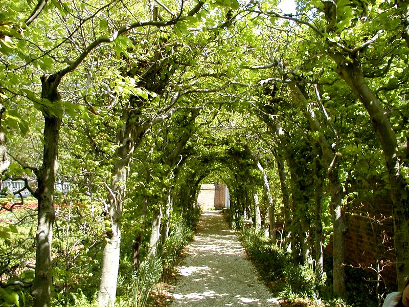 Beech Archway