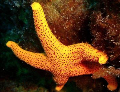 Starfish - Four Mile Reef