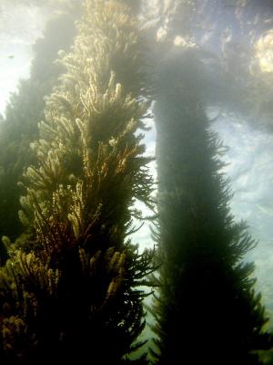 View From Beneath - Busselton Jetty