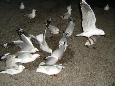 Seagulls at Night