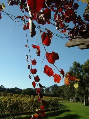 Vine Leaves