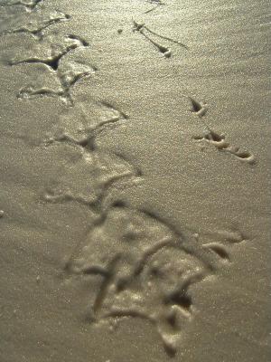 Trail of the Jumping Seagull