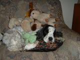 Paddy and Some of his Toys