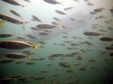 Fish Eye View - Busselton Jetty