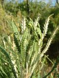 Creeping Banksia