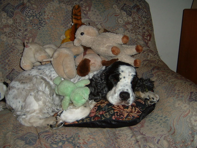 Paddy and Some of his Toys