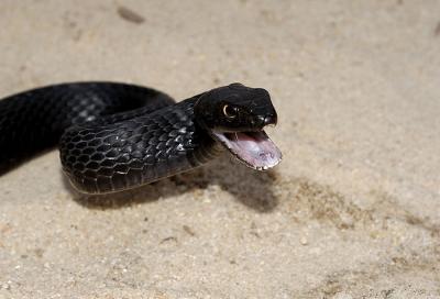 Masticophis flagellum (eastern coachwhip), Scotland county, North Carolina