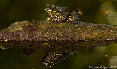 American Bullfrog