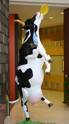 Athletic cow Steve F.