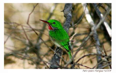 Broad-billed Tody