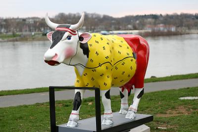 Cow-a-stenics Steve F.