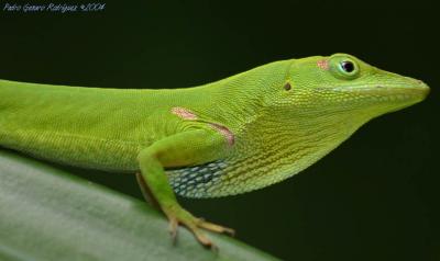 Hispaniolan Green Anole