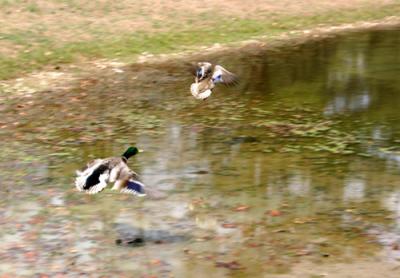 Mallards Ducks Steve K.