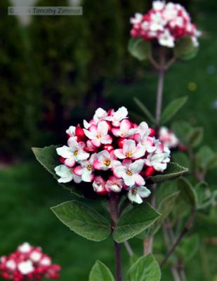 Moms Flower Tim Zimmer