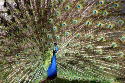 Peacock Steve K.