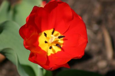 Spring Blooms Steve K.