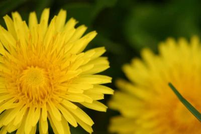 Dandilions