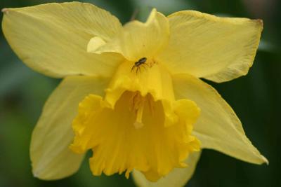 flower with spider