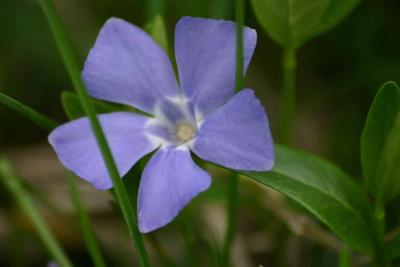purple flower