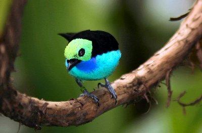 Paradise tanager