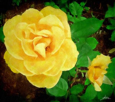 yellow roses 04
